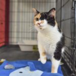 cat at animal shelter